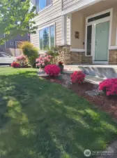 Summer color in front yard