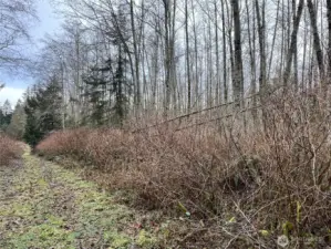 Your opportunity to own a beautiful 20 acre parcel near the Hood Canal Bridge. Room for your home, farms and animals. What would you do with this much land at such an affordable price?  Photo looking N along the west property line.