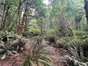 Large maple trees create an enchanted forest home setting.