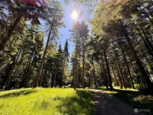 The long meandering driveway up to the home is so beautiful. Grassy areas as well as trees make the approach very private and just magical.