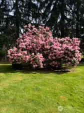 Enjoy so many mature plantings and fruit trees!