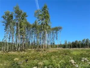 The property is lightly treed offering the perfect blend of a rural, forested setting and convenient cleared spaces for building sites!