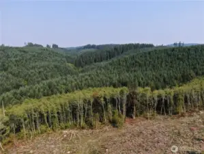 Aerial view looking N/NE. These rolling hills connect to Capitol State Forest.