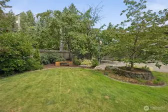 Backyard cherry tree