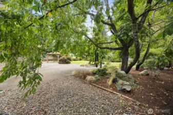 Rainier cherry tree