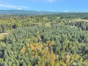 Lots of timber