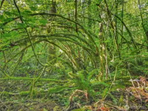 Untouched natural forest