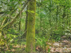 Moss cloaked tree
