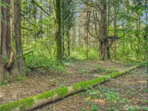 Rare fallen tree, been there awhile