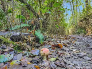 Cute little mushroom