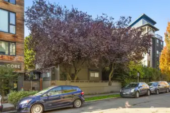 Nestled along a quiet, tree-lined street, this Capitol Hill gem offers a serene escape in the city's heart. Imagine the possibilities of owning this prime MR-zoned parcel with charming urban greenery and an unbeatable location steps away from everything Seattle has to offer.