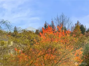 Views of Mt. Rainer through the seasons.