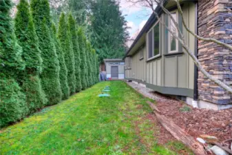 Cedar hedges provide a privacy screen with neighbors property.