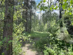 A wonderful walking trail with tall cottonwood and aspen trees, lovely year-round
