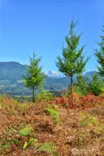 campsite view from Lot 3