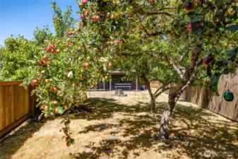 Apple trees in the back yard. Raspberry bushes are not pictured