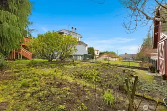 Berries and wildflowers are ready to bloom soon, under the watchful eye of the cedar tree.