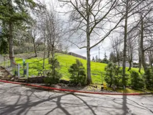 Dog Walk Area