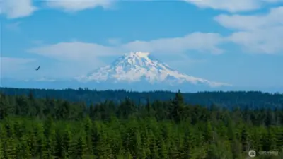 Her Majesty! And his! (See Mr. Eagle Soaring? (NOT AI!) Welcome to Lot 1 at Mountain View Estates just 2-3 miles south of Allyn WA.