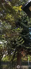 Monkey Puzzle Tree!