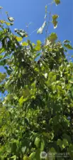 Cherry Tree