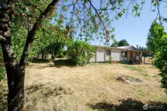 Fruit trees around home
