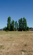 Large yard