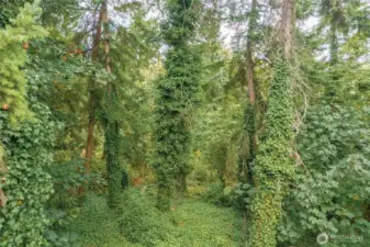 A closer look at the beautiful green belt.