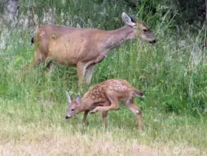 plethora of wildlife in the area