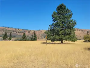 Meadows that go on for miles