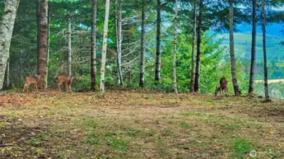 wildlife abounds.