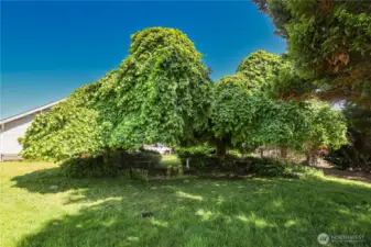 Mature landscaping