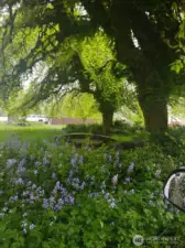 Beautiful, mature landscaping