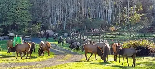 As promised, a local Elk herd to watch as they graze in your yard.