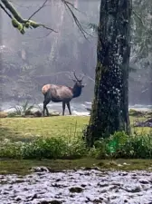 Some of the wildlife that comes to visit.