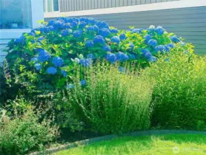 Seller's photo of previous summer blooms. Several more photos of the mature landscaping available upon request.