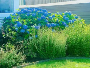 Seller's photo of previous summer blooms. Several more photos of the mature landscaping available upon request.