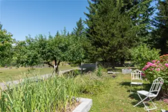 Garden area, cherry tree and apple tree