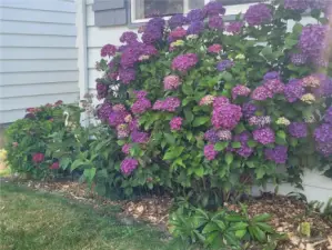 One of many beautiful hydrangeas to enjoy