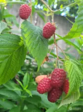 Pick fresh raspberries from your garden