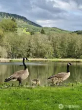 Ryderwood Geese