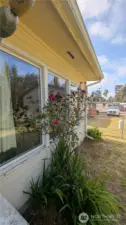 Picture window facing spacious yard