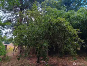 Pear tree