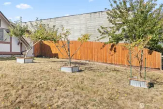 Fruit Trees in front Yard