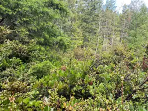 Lush evergreen shrubbery abounds. Salal, blue huckleberry & other wild berries for the picking. Also douglas fir, native rhodies and madronna keep it green all year long.