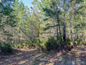 Paths throughout the evergreens for access & easy exploration..