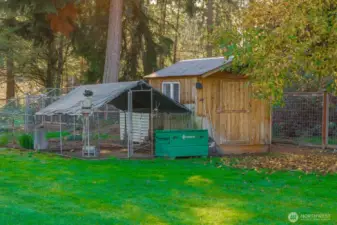 The chicken coupe is very secure and has an automatic door. They never lost any chickens.