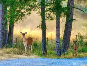 Local wildlife comes for a visit