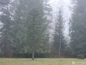 Monkey Tree in Backyard