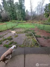 The DogYard.